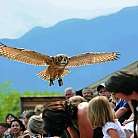 Falconeria Locarno