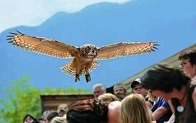 Falconeria Locarno Falconeria Locarno