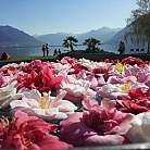Locarno Camelie
